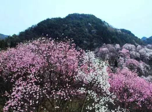 处辛夷花观赏点去过的竟说坑?冰球突破技巧深扒四川绵阳3(图1) 处辛夷花观赏点去过的竟说坑?冰球突破技巧深扒四川绵阳3(图1)