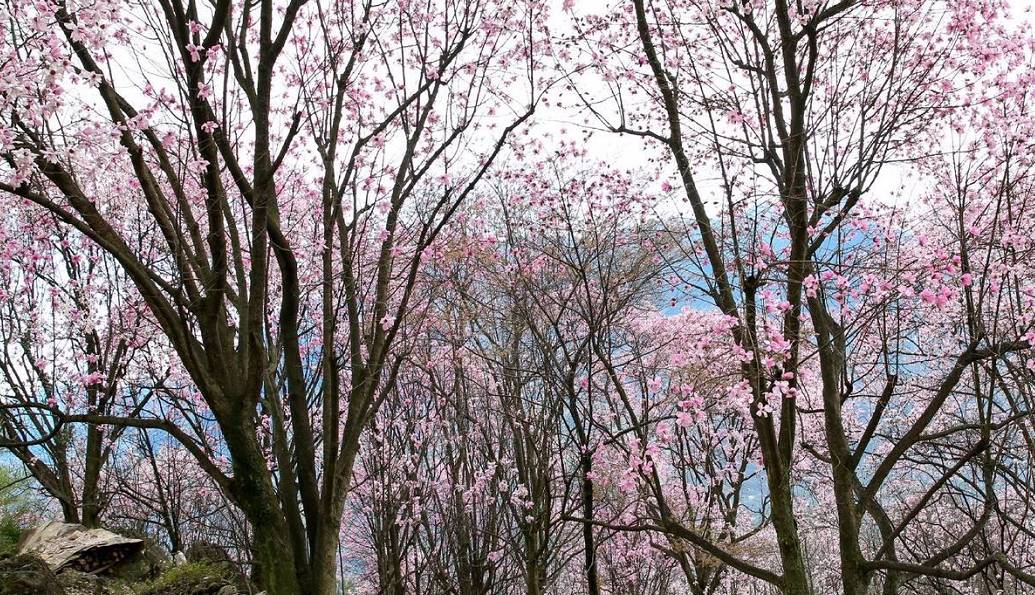 处辛夷花观赏点去过的竟说坑?冰球突破技巧深扒四川绵阳3(图12) 处辛夷花观赏点去过的竟说坑?冰球突破技巧深扒四川绵阳3(图12)