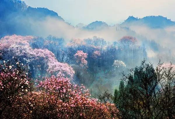 处辛夷花观赏点去过的竟说坑?冰球突破技巧深扒四川绵阳3(图14) 处辛夷花观赏点去过的竟说坑?冰球突破技巧深扒四川绵阳3(图14)